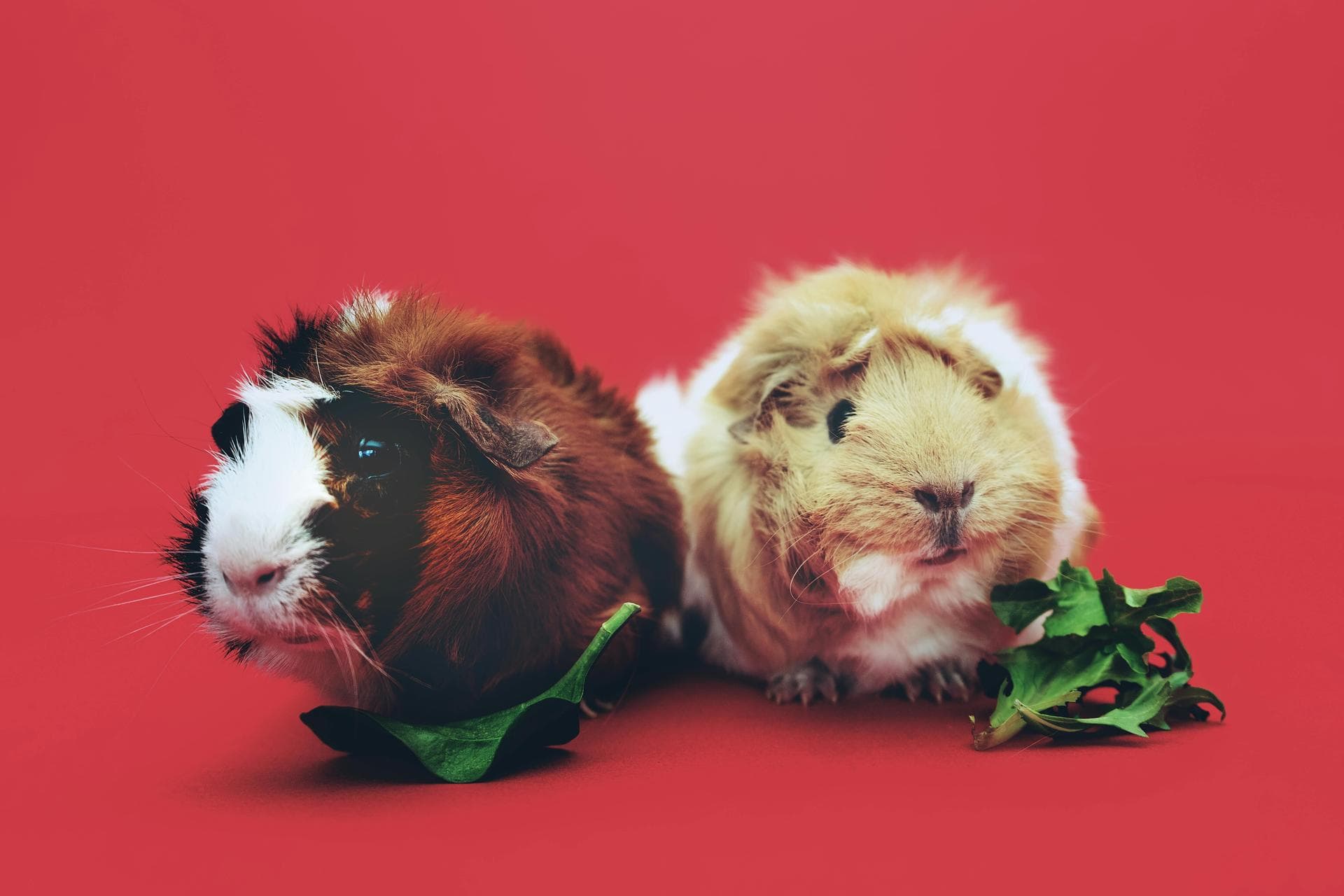 Specialist Vets in Fort Wayne