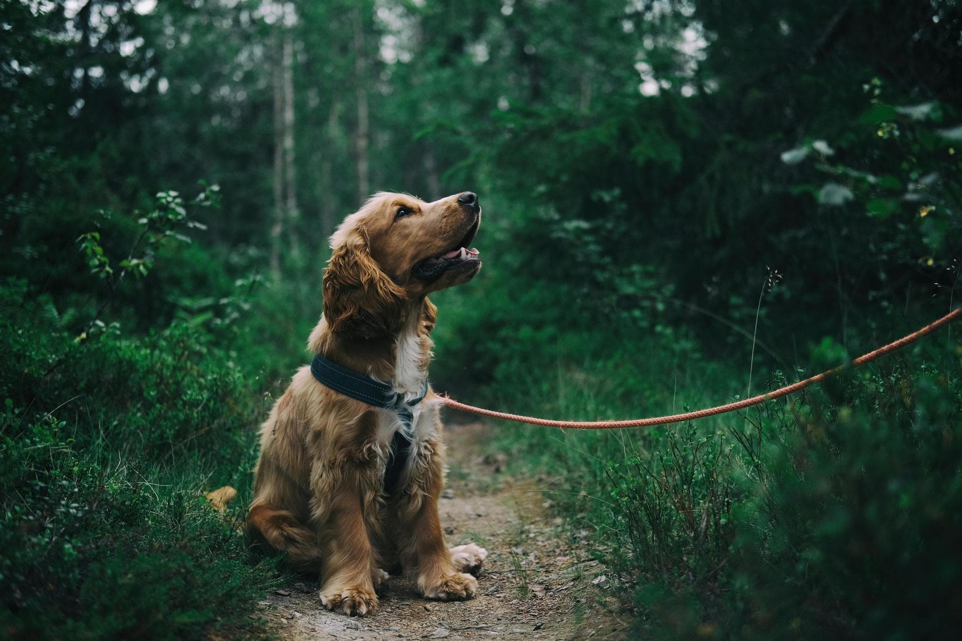 Dog & Cat Vets in Fort Wayne